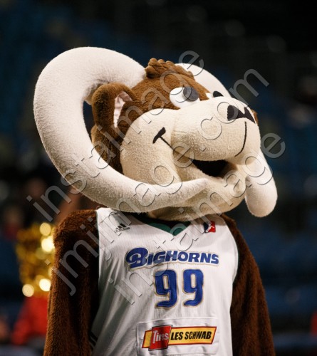 Bruno the Bighorn